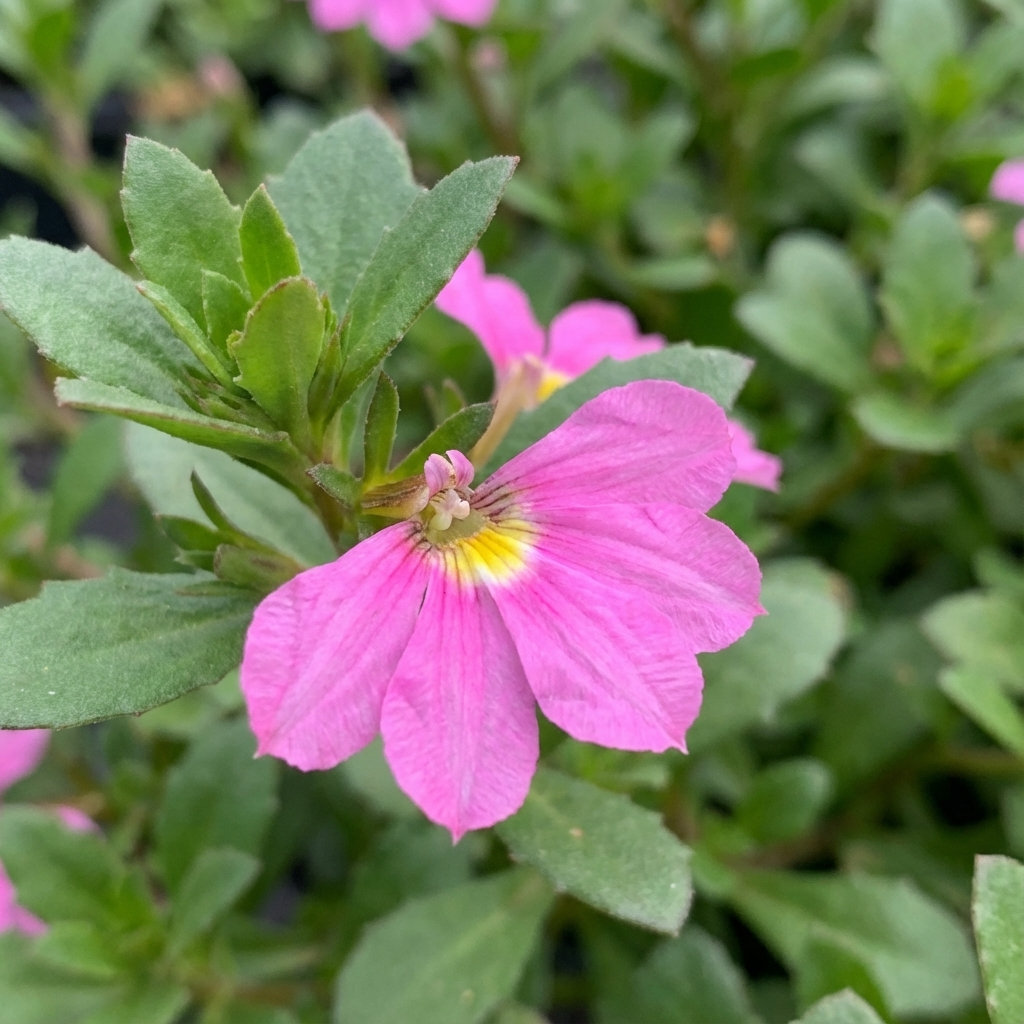 A close-up of Royal Robe Fan Flower - Scaevola ‘Pink Perfection’ showcases its vibrant pink petals and yellow center amid green leaves, making it a delightful groundcover choice.