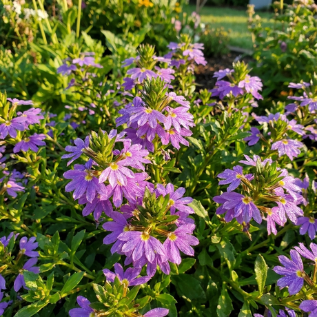 A lush groundcover of Fan Flower - Scaevola ‘Purple Fanfare’ displays vibrant purple blooms and green leaves in bright sunlight, ideal for adding color to garden beds.