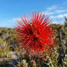 Scarlet Kunzea