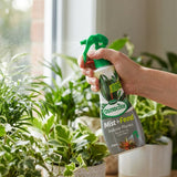 A hand sprays Scotts Osmocote 236ml Mist+Feed for Indoor Plants, a foliar feed, onto leafy greens beside a sunlit window.