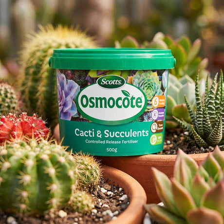 A tub of Scotts Osmocote 500gm Cacti And Succulent Controlled Release Fertiliser sits among potted cacti and succulents, delivering essential nutrients for healthy growth.