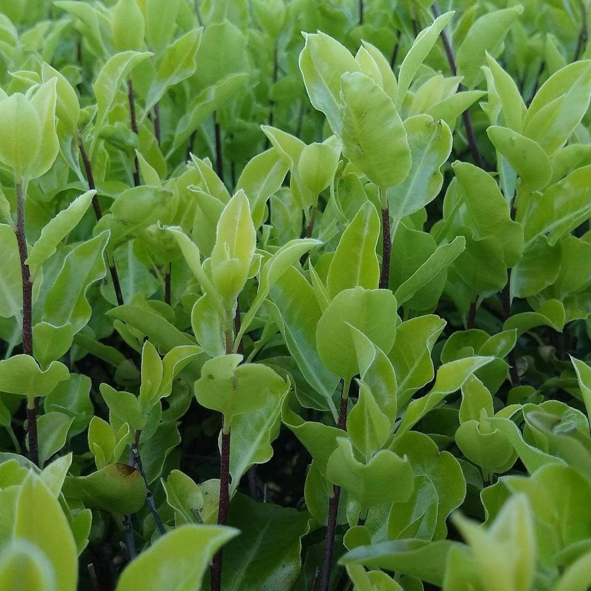 Screen Between Kohuhu - Pittosporum tenuifolium 'Screen Between'-Evergreen,Fast Growing,Full Sun,Moderate Water,Outdoor,Screening,Shrub-Nursery Near Me