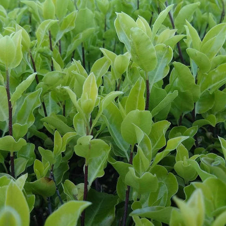 Screen Between Kohuhu - Pittosporum tenuifolium 'Screen Between'-Evergreen,Fast Growing,Full Sun,Moderate Water,Outdoor,Screening,Shrub-Nursery Near Me