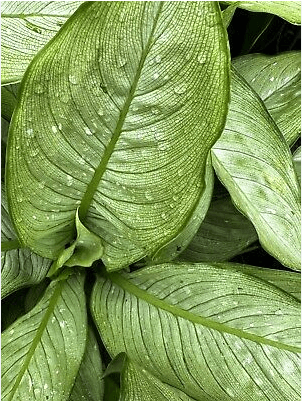 Milky Way Dumb Cane - Dieffenbachia 'Milky Way' - Brisbane Plant Nursery