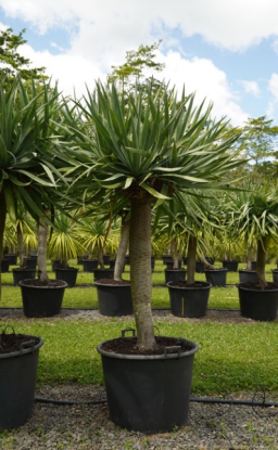 Dragon Tree - Dracaena draco - Brisbane Plant Nursery