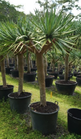 Dragon Tree - Dracaena draco - Brisbane Plant Nursery