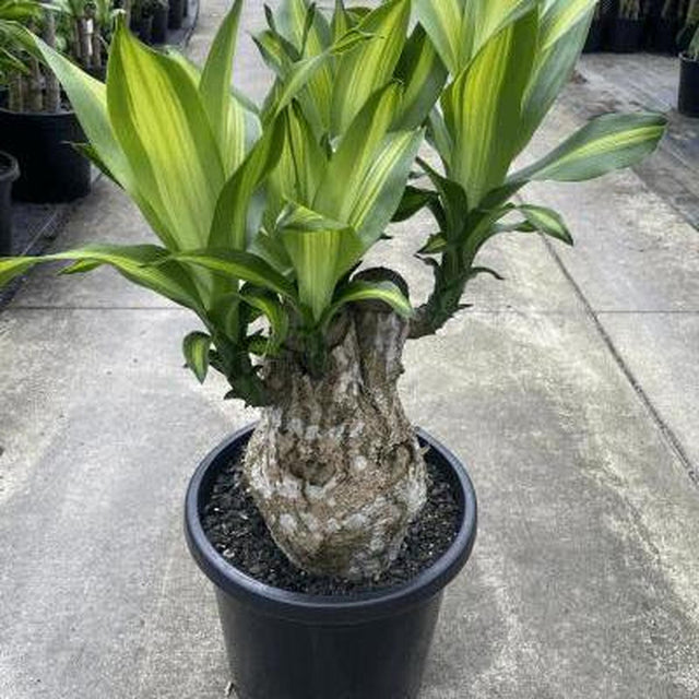 Sculptured Corn Plant - Dracaena fragrans 'Massangeana Sculptured'-Evergreen,Indoor,Moderate Water,Ornamental,Partial Shade,Slow Growing,Tropical-Nursery Near Me