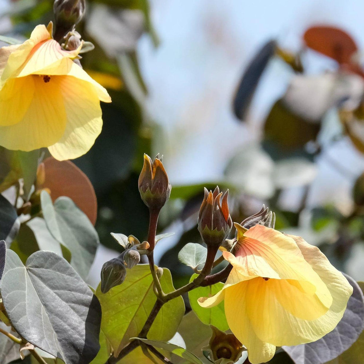 Sea Hibiscus - Hibiscus tiliaceus-Deciduous,Fast Growing,Full Sun,Moderate Water,Outdoor,Tree,Tropical-Nursery Near Me