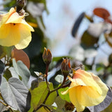 Sea Hibiscus - Hibiscus tiliaceus-Deciduous,Fast Growing,Full Sun,Moderate Water,Outdoor,Tree,Tropical-Nursery Near Me