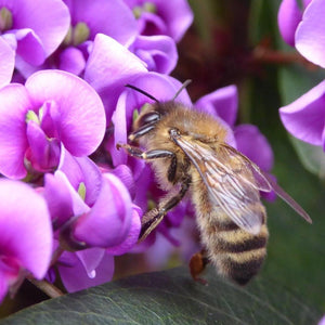 Sea of Purple Hardenbergia