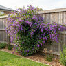 Sea of Purple Hardenbergia