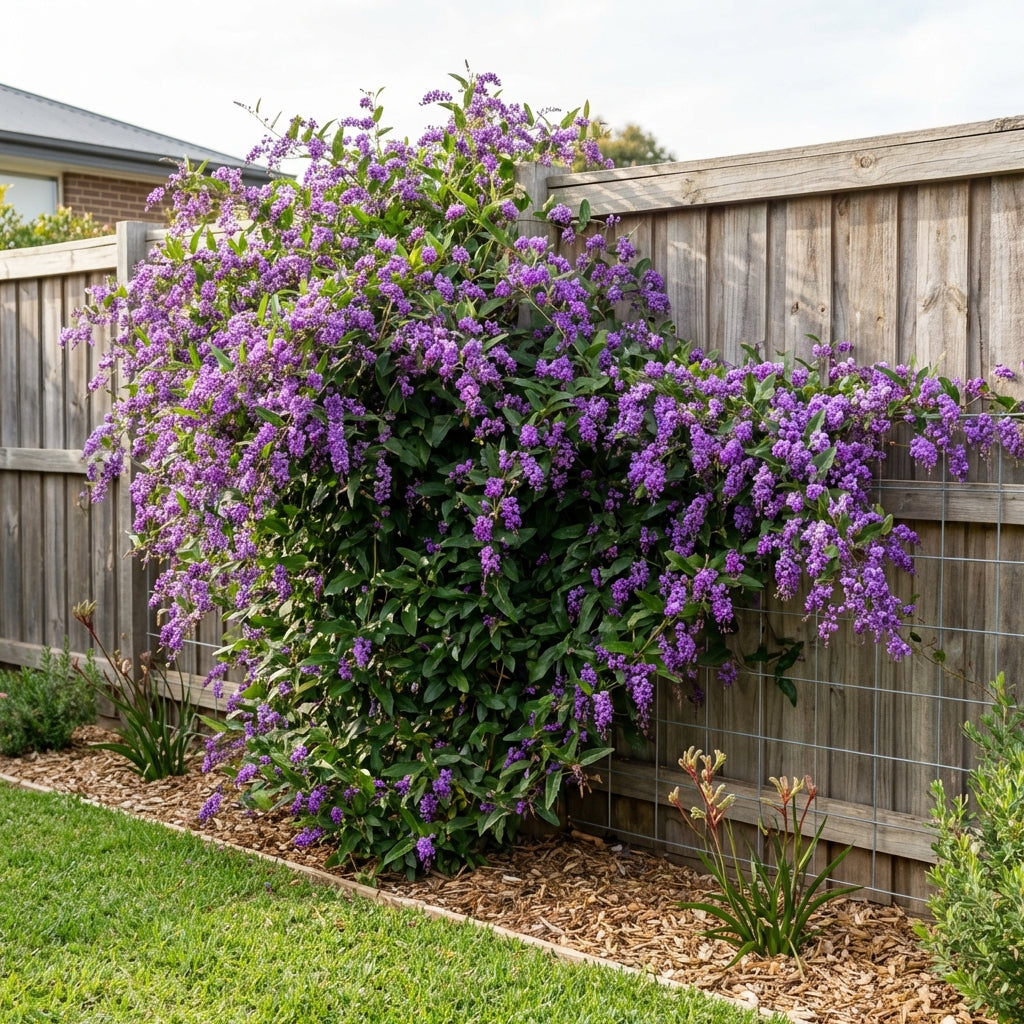 Sea of Purple Hardenbergia - Hardenbergia violacea 'Sea of Purple' is a vibrant Australian native climber with clusters of purple blooms, perfect for creating a striking display along backyard fences beside lush lawns.