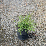 Seaside Daisy - Erigeron karvinskianus-Evergreen,Fast Growing,Flowering,Full Sun,Ground Cover,Moderate Water,Outdoor-Nursery Near Me