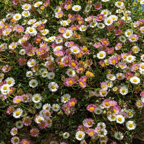 Seaside Daisy - Erigeron karvinskianus-Evergreen,Fast Growing,Flowering,Full Sun,Ground Cover,Moderate Water,Outdoor-Nursery Near Me