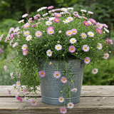 A metal bucket filled with Seaside Daisy - Erigeron karvinskianus, a drought-tolerant plant with pink and white blooms, sits on a wooden surface outdoors.