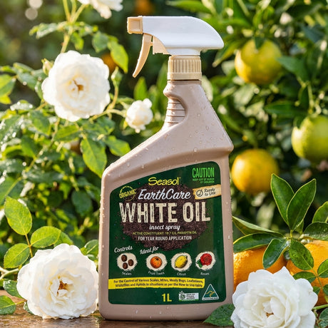A bottle of Richgro 2L Hose On Lawn Beetle And Grub Killa, designed to control lawn beetles and grubs, is displayed outdoors among white roses and citrus fruits.