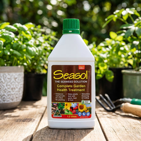 A 1.2L bottle of Seasol Seaweed Health Tonic Concentrate sits on a wooden table among lush potted plants, ready to boost plant health.