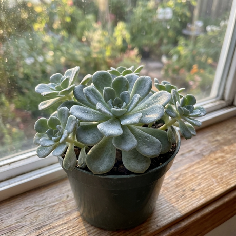 A Sedum ‘Silver Mound’ – Succulent, known for its drought tolerance, is placed in a black pot on the windowsill with sunlight streaming in.