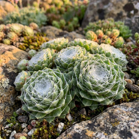 Close-up of Sempervivum ‘Arctic White’, a drought-tolerant succulent with spider-web-like threads atop its rosettes, nestled among rocks and moss—an ideal low-maintenance addition to any garden.