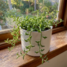 Senecio ‘Dolphin Necklace’