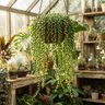 Senecio ‘Teardrops’