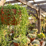 Senecio radicans