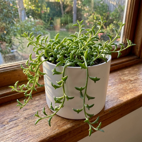 The Senecio ‘Dolphin Necklace’ – Succulent sits in a white pot on a sunny windowsill, its dolphin-shaped leaves cascading gracefully with an outdoor garden view.