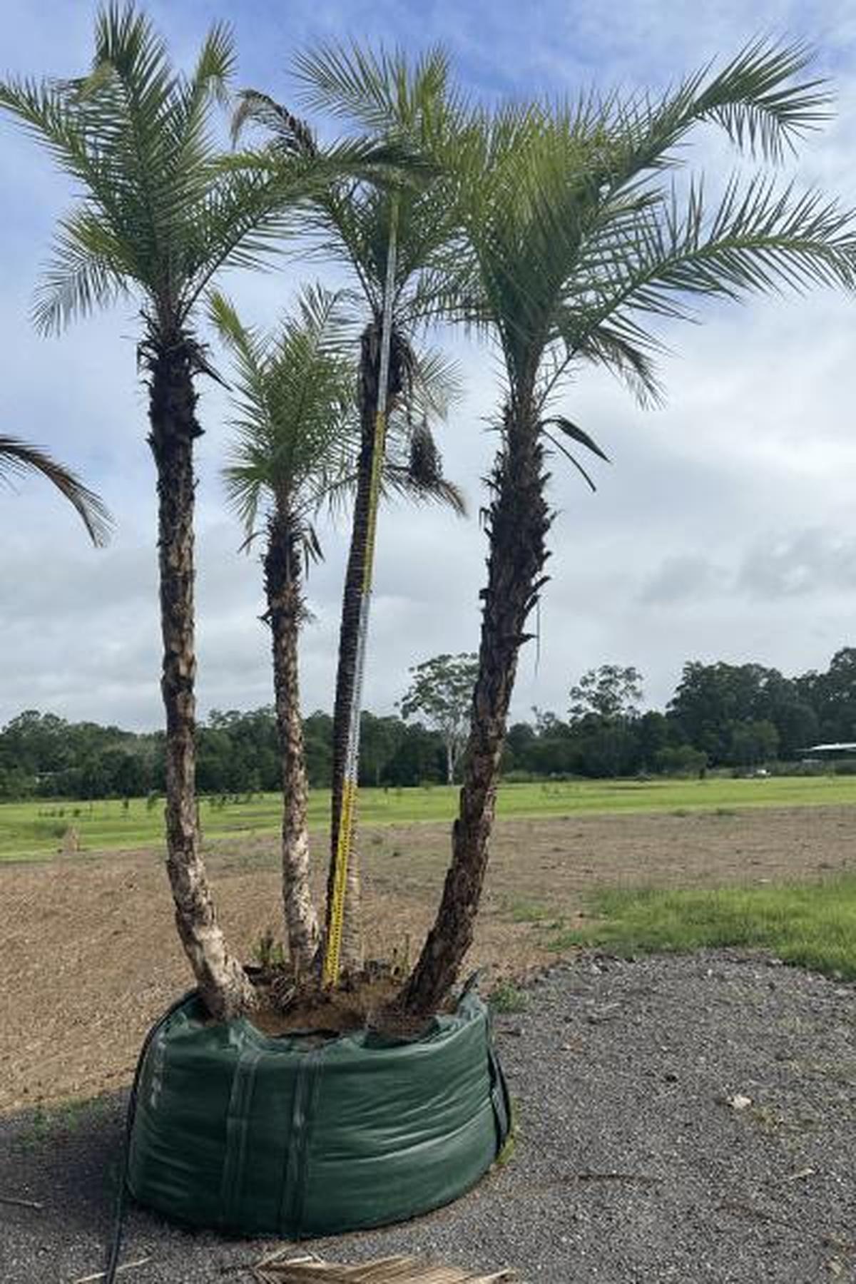 Senegal Date Palm - Phoenix reclinata-Evergreen,Full Sun,Low Water,Moderate Growing,Outdoor,Palm,Tropical-Nursery Near Me