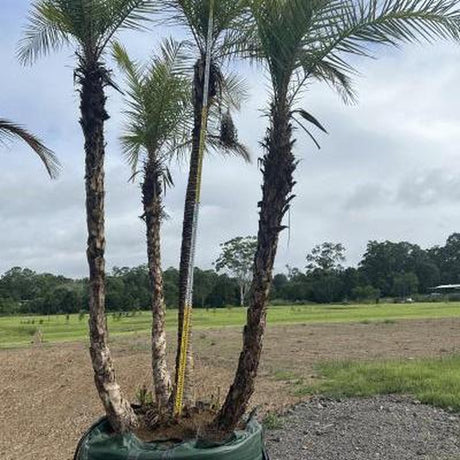 Senegal Date Palm - Phoenix reclinata-Evergreen,Full Sun,Low Water,Moderate Growing,Outdoor,Palm,Tropical-Nursery Near Me