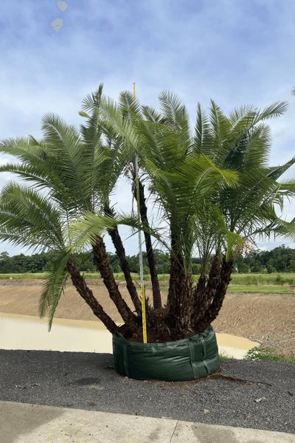 Senegal Date Palm - Phoenix reclinata-Evergreen,Full Sun,Low Water,Moderate Growing,Outdoor,Palm,Tropical-Nursery Near Me