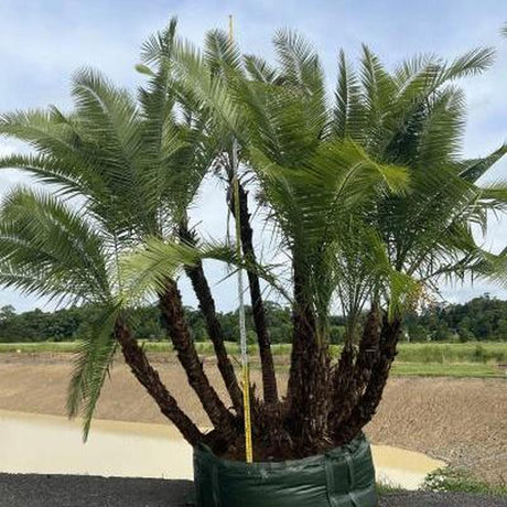 Senegal Date Palm - Phoenix reclinata-Evergreen,Full Sun,Low Water,Moderate Growing,Outdoor,Palm,Tropical-Nursery Near Me