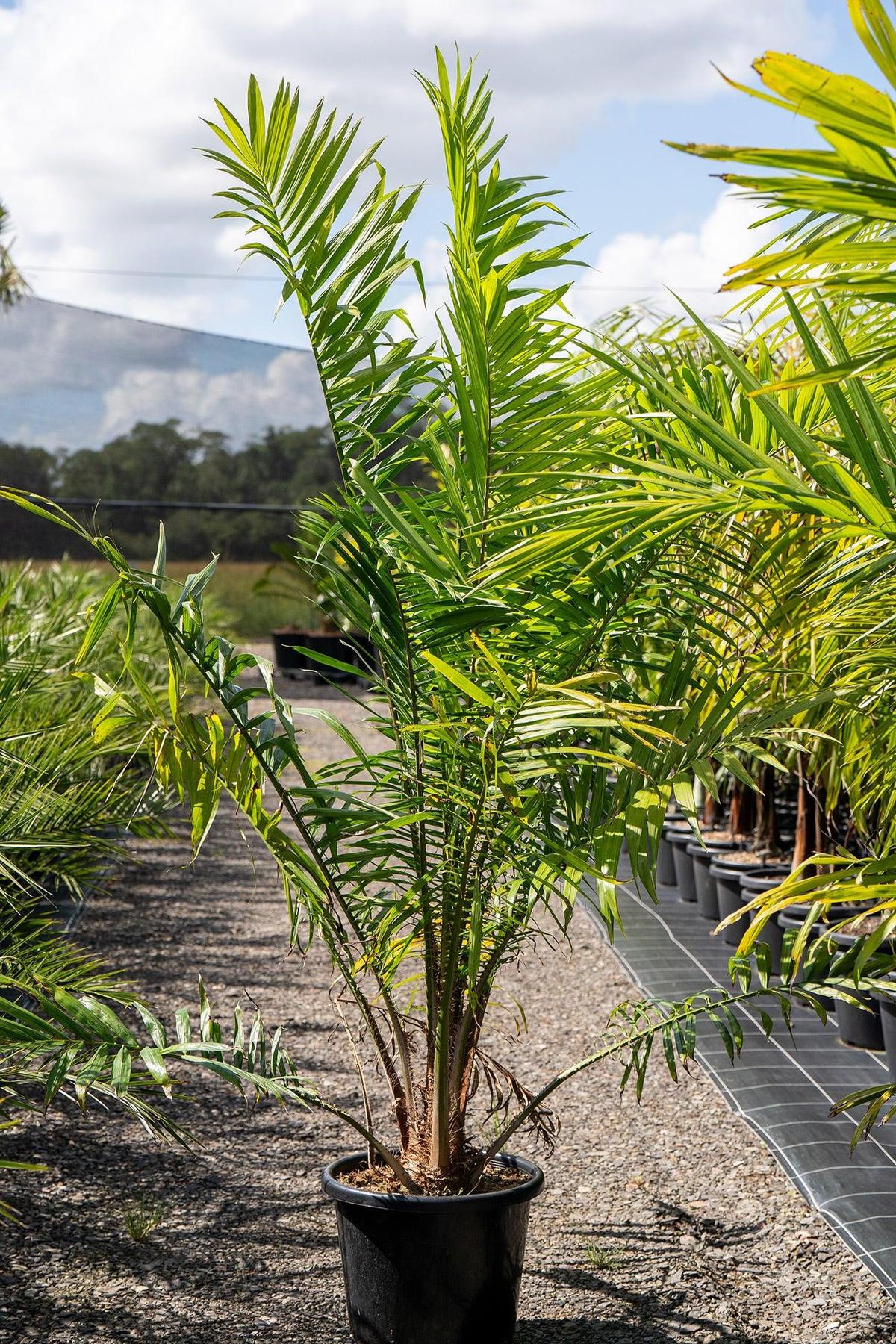 Senegal Date Palm - Phoenix reclinata-Evergreen,Full Sun,Low Water,Moderate Growing,Outdoor,Palm,Tropical-Nursery Near Me