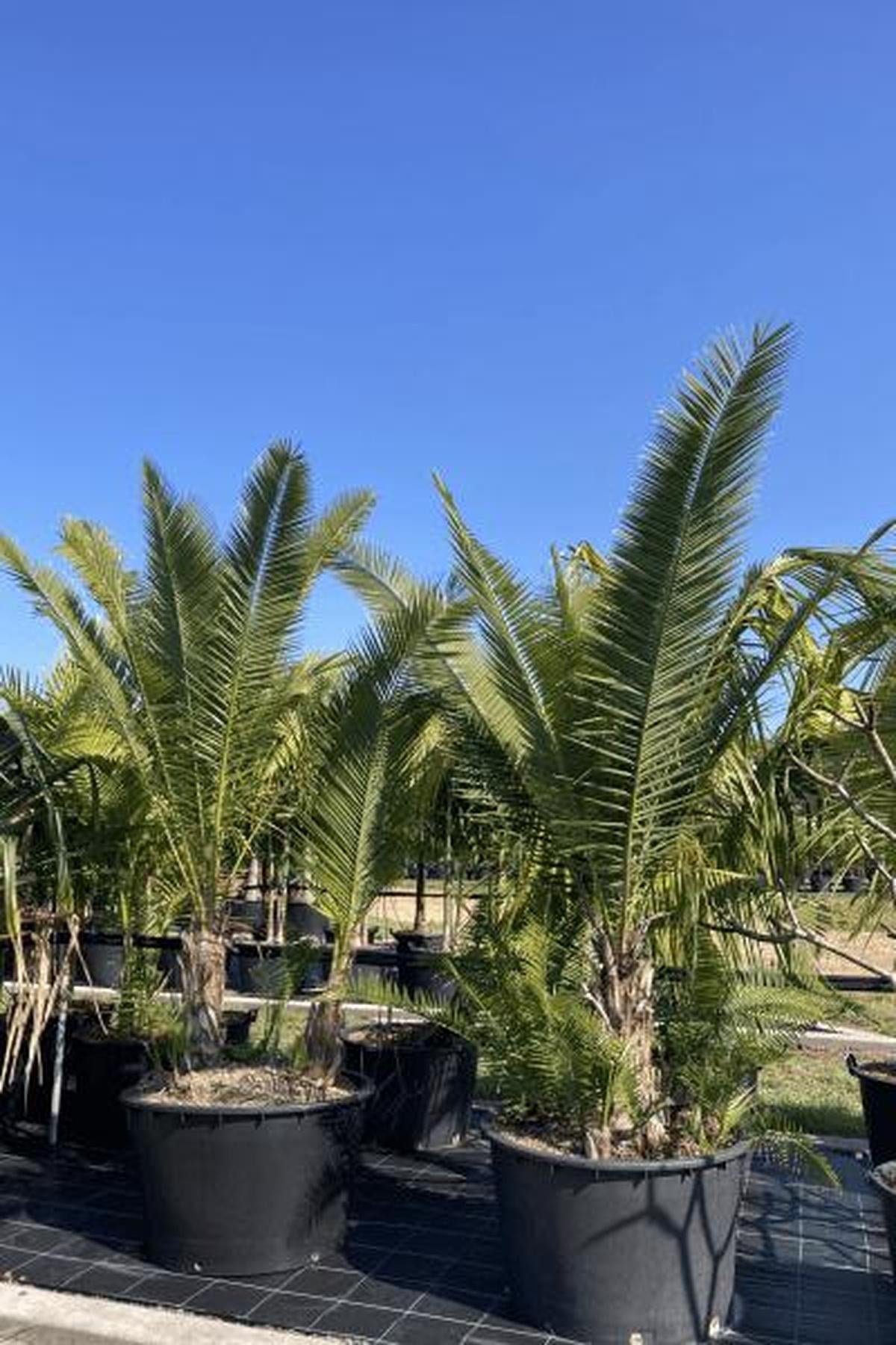 Senegal Date Palm - Phoenix reclinata-Evergreen,Full Sun,Low Water,Moderate Growing,Outdoor,Palm,Tropical-Nursery Near Me