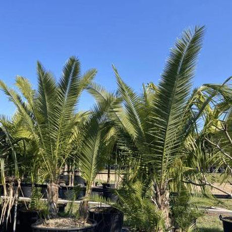 Senegal Date Palm - Phoenix reclinata-Evergreen,Full Sun,Low Water,Moderate Growing,Outdoor,Palm,Tropical-Nursery Near Me