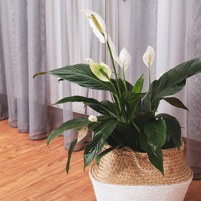 Sensation Peace Lily - Spathiphyllum 'Sensation'-Evergreen,Flowering,Indoor,Moderate Water,Partial Shade,Slow Growing,Tropical-Nursery Near Me