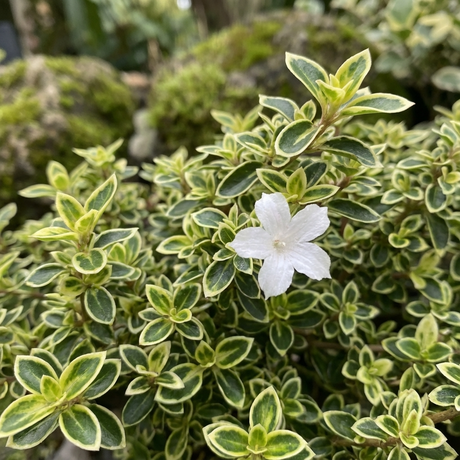 A small white flower blooms amid the green and yellow foliage of Serissa ‘Snow Leaves’, a charming variegated evergreen shrub.
