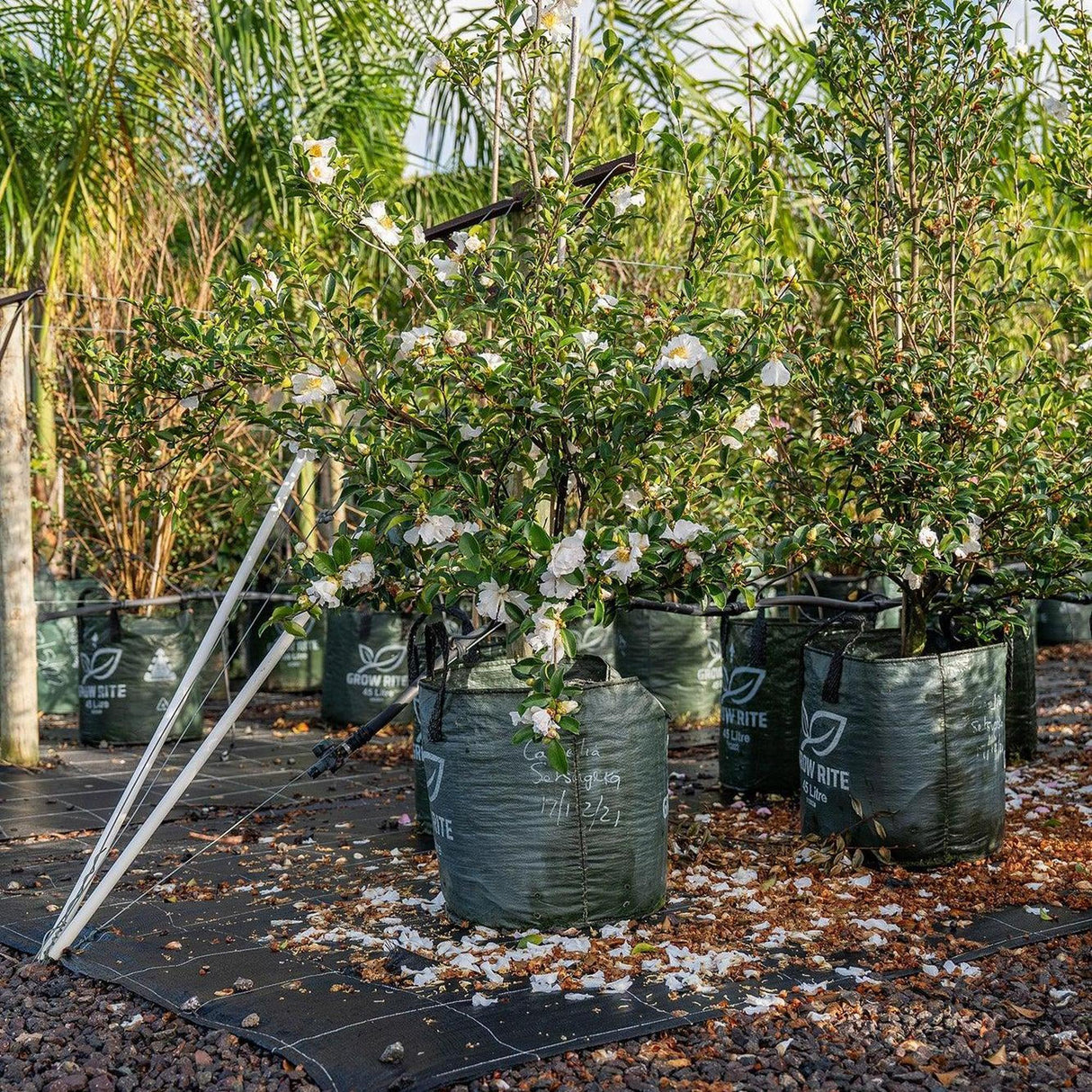 Setsugekka Camellia - Camellia sasanqua 'Setsugekka'-Evergreen,Flowering,Moderate Growing,Moderate Water,Outdoor,Partial Shade,Shrub-Nursery Near Me