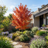 Shantung Maple
