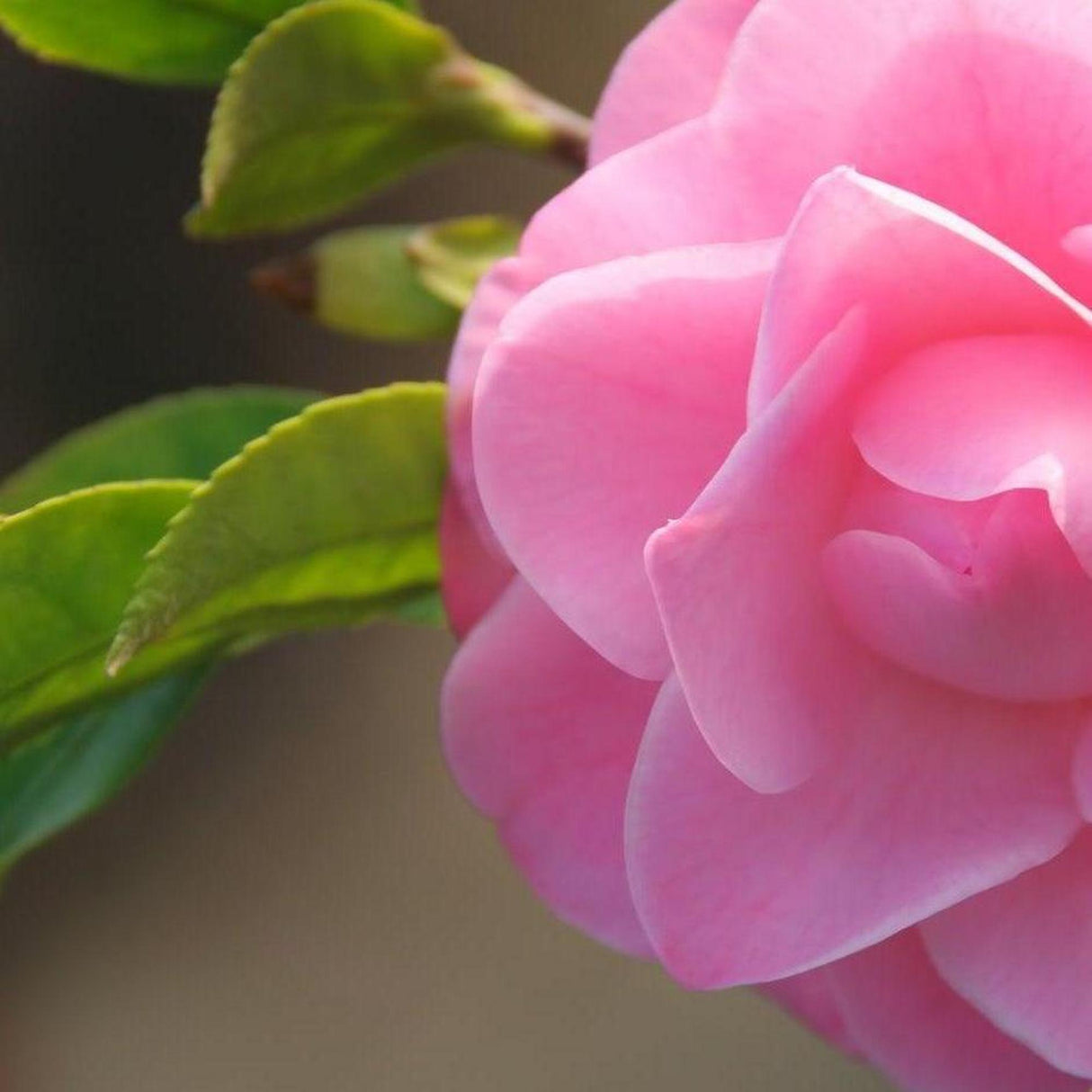 Shell Pink Camellia - Camellia sasanqua 'Shell Pink'-Evergreen,Flowering,Moderate Growing,Moderate Water,Outdoor,Partial Shade,Shrub-Nursery Near Me