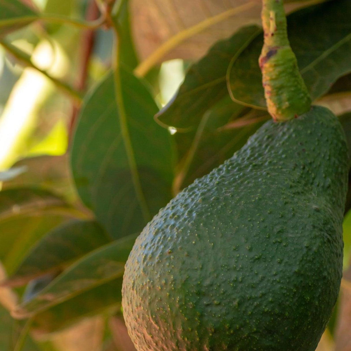 Shepard Avocado Tree - Persea americana 'Shepard'-Evergreen,Fruiting,Full Sun,Moderate Growing,Moderate Water,Outdoor,Tree-Nursery Near Me