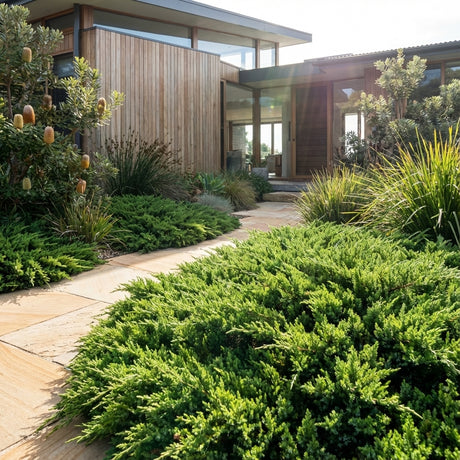 Modern house with wood paneling and large windows features lush evergreen ground cover, including Shore Juniper (Juniperus conferta) for erosion control, lining the stone walkway.