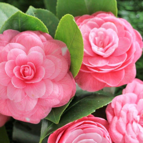 Showa No Sakae Camellia - Camellia sasanqua 'Showa No Sakae'-Evergreen,Flowering,Moderate Water,Ornamental,Outdoor,Partial Shade,Slow Growing-Nursery Near Me