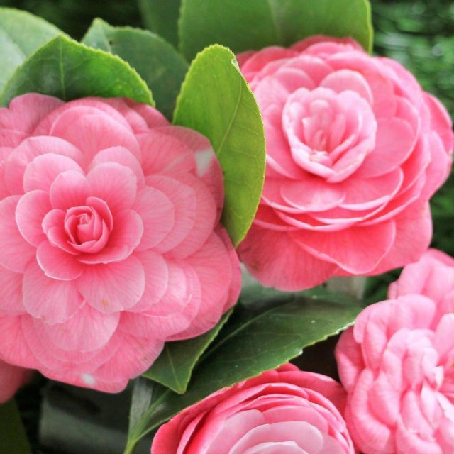 Showa No Sakae Camellia - Camellia sasanqua 'Showa No Sakae'-Evergreen,Flowering,Moderate Water,Ornamental,Outdoor,Partial Shade,Slow Growing-Nursery Near Me