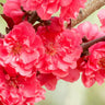 Showtime Crabapple
