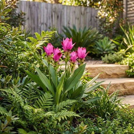 Bright pink flowers and variegated leaves of the Siam Splash Ornamental Ginger (Curcuma sparganiifolia 'Siam Splash') bloom among green plants beside stone garden steps on a sunny day.