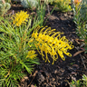 Silva Sulfa Grevillea