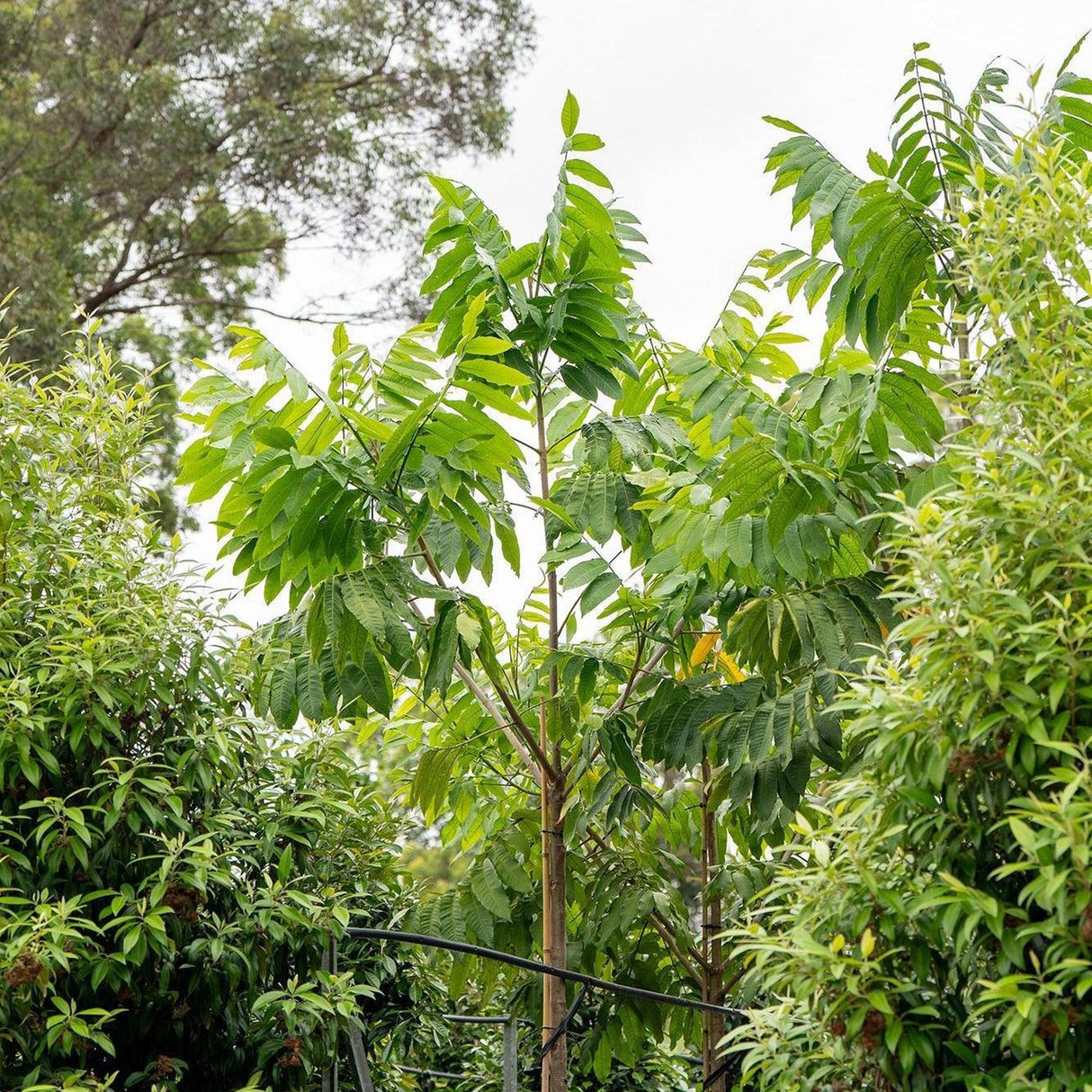 Silver Ash Tree - Flindersia schottiana-Evergreen,Fast Growing,Full Sun,Moderate Water,Native,Outdoor,Screening,Tree-Nursery Near Me