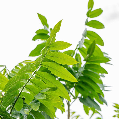 Silver Ash Tree - Flindersia schottiana-Evergreen,Fast Growing,Full Sun,Moderate Water,Native,Outdoor,Screening,Tree-Nursery Near Me