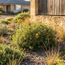 Silver Banksia
