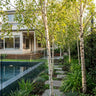 Silver Birch